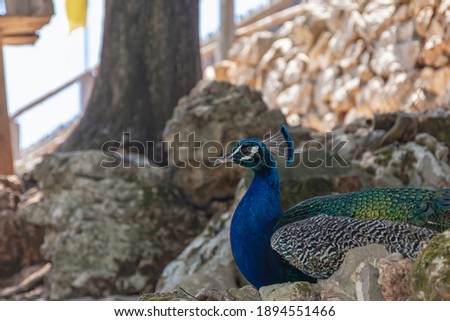 Animals. Peacock close-up, blurred background. Color stock photo
