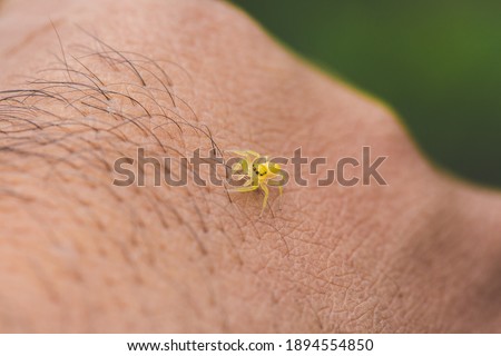 Yellow colour jumping spider on the hand. Spider stock photo.