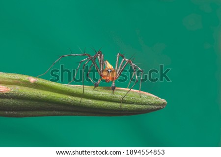 Beautiful spider standing on branch. Isolated on green background. Spider stock photo.