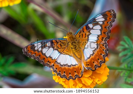 Beautiful butterfly siting on the flower. Butterfly stock photo. 