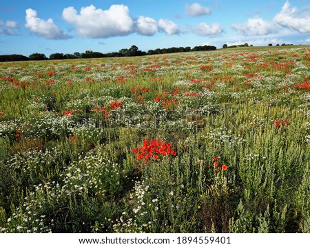Beautiful spring landscape with blooming flowers on meadow with blue sky background - great nature outdoors