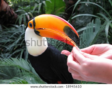 Hand-feed toucan