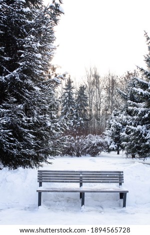 Bench in the public park in winter. Fir. Christmastrees. Snow
