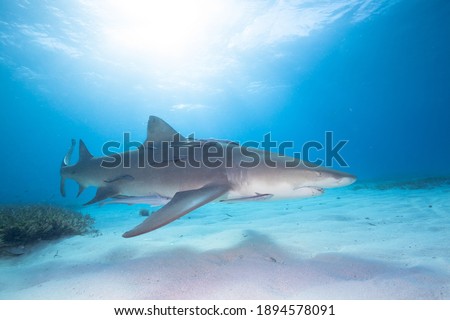 Lemon shark, Caribbean sea, Bahamas.