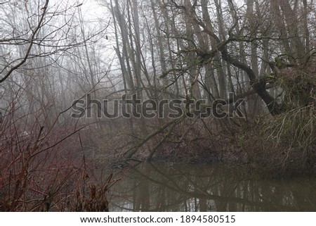 Fog and river in winter forest