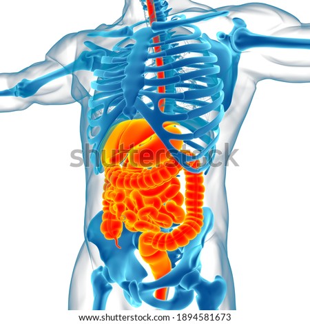 Human Digestive System Anatomy For Medical Concept 3D Illustration Royalty-Free Stock Photo #1894581673