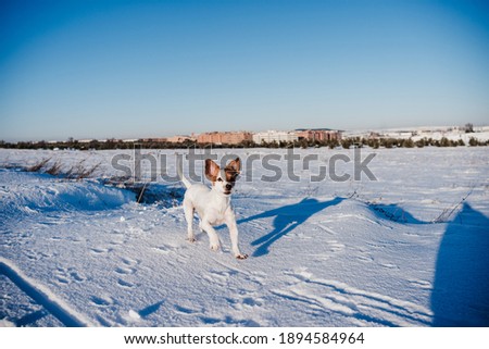 cute happy jack russell dog running in snowy mountain at sunset. Pets in nature