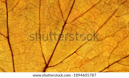 Dry leaves have natural veins that are beautiful background.