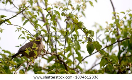 Beautiful Indian bird sitting on bougainvillea tree.