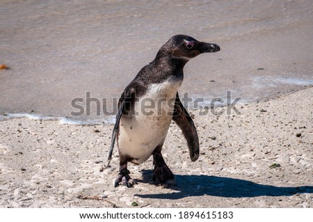 Isolated Cape penguin, aka African penguin (scientific name: Spheniscus demersus) walking on the beach. Boulders Beach - Table Mountain National Park, South Africa