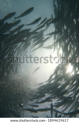 Incredible underwater shot of giant schools of fish swimming overhead, with the sun above the water