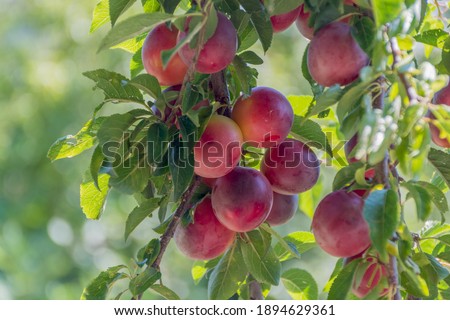 Cherry plum (Prunus cocomilia) on a summer day. Cherry plum is native to Southeast Europe and Western Asia Royalty-Free Stock Photo #1894629361