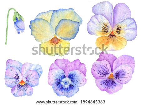 Set of watercolor pansy flowers for design for gift cards. Watercolor hand draw  Illustration.