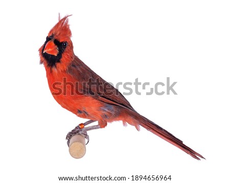 Male Northern Cardinal aka Cardinalis cardinalis bird, sitting on wooden stick. Isolated on white background.