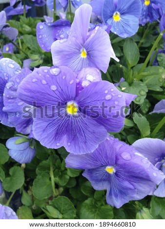 Blooming blue pansies after the rain.