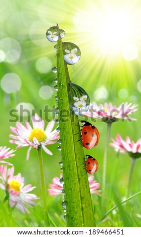 fresh morning dew and ladybirds