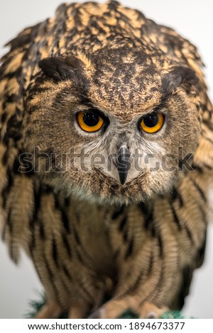 Close up female eurasian eagle owl front view in threatening posture
