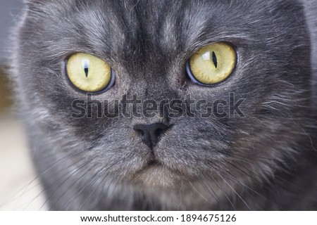 Beautiful scottish gray cat with yellow eyes. Macro. Close-up.