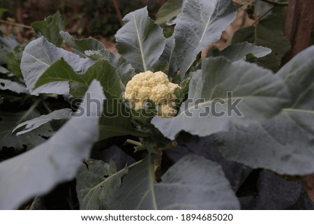 The blooming cauliflower plant is ready to be cooked
