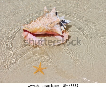 shell, beach, sand - Conch shell on sand beach with sea waves stock photo, stock, photograph, image, picture and starfish water around shell