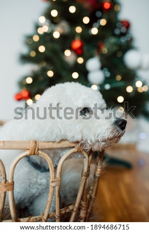Bichon Frise Dog sitting in basket in front Christmas tree in the room, Happy Christmas festive background stock photo