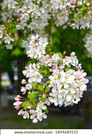 Decorative apple tree (Malus P. Mill.). Branch with flowers and buds