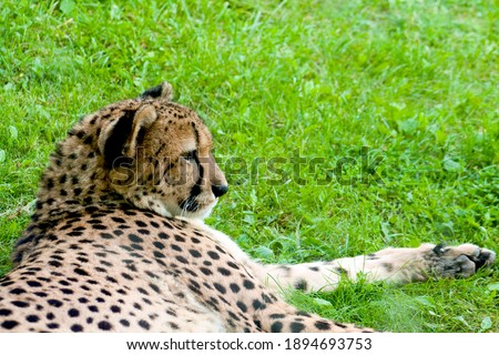 Profile of a cheetah in captivity.