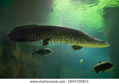Fish under water. Arapaima fish - Pirarucu Arapaima gigas one largest freshwater fish. Fish in the aquarium behind glass.
 Royalty-Free Stock Photo #1894700851
