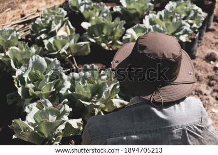A young man from backside with his organic vegetable farm agriculture while looking it grow up perfectly product in a countryside local home 