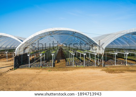 Greenhouses for young strawberry plants on the field in Santa Barbara County, California