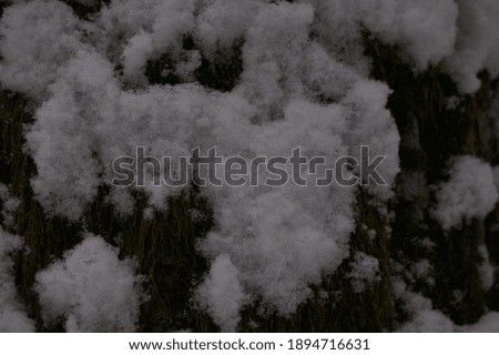 falling snow and winter forest with snowy trees
