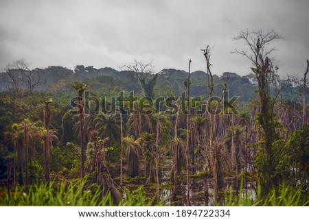 Tropical rain forest in Central Africa Royalty-Free Stock Photo #1894722334