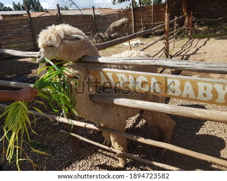 a beautiful white-haired alpaca being fed leaves in its corral