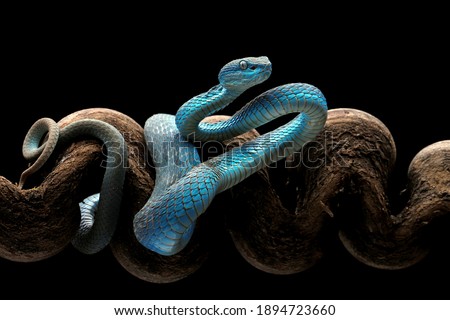 Blue White-lipped Pit Viper (Trimeresurus insularis) is venomous pit viper and endemic species in Indonesia.