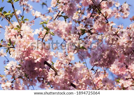 Pale pink sakura, beautiful simple and delicate flowers on the tree, spring background