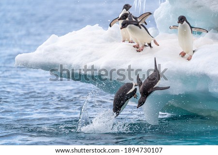 Two adelie penguins race to be first to dive into the water from an iceberg