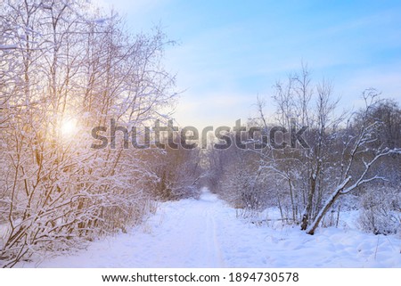 Winter landscape panorama of snow and sun . The sun peeks out from behind the trees. Nature. Snow valley. Winter screensaver. article about winter tourism and recreation