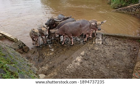 A group of buffalo is standing after soaking in the river