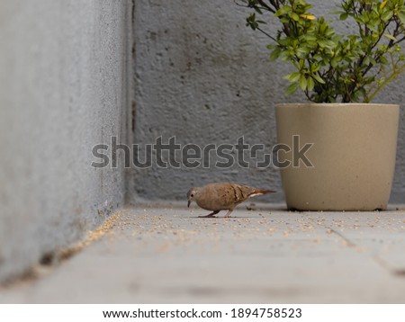 small brown feathered dove, known as common ground-dove, feeding on seeds scattered on the ground, next to a light brown vase.