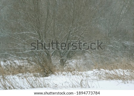 Misty depressing winter landscape in an overcast day, Silhouettes of bare trees and bushes on a snowy field