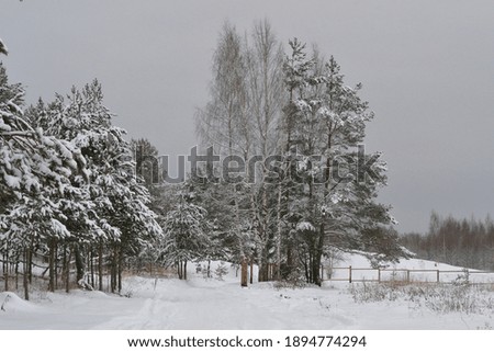 Spruce Tree Forest Covered by Snow in Winter Landscape. Christmas tree in snow