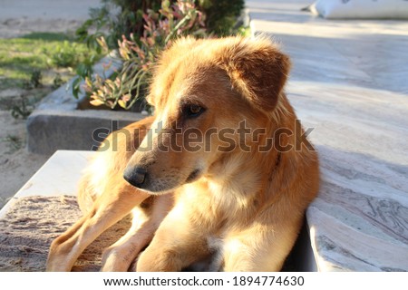 a picture of a dog daydreaming 
