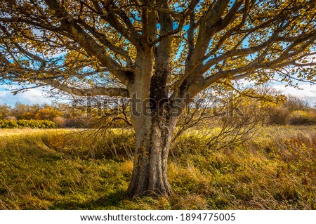 A close up view of the tree with the leaves standing alone. Colorful autumn picture. Sunny warm day with blue sky and clouds in the background. English countryside. Blyth, Northumberland.