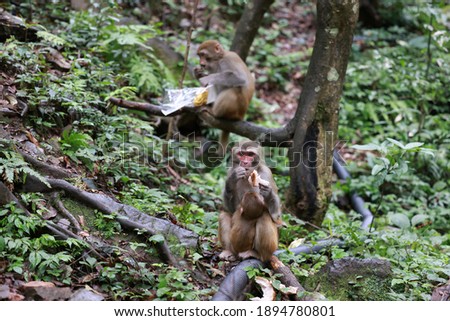 monkeys eating and playing in the jungle