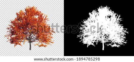 autumn season, change color leaves on transparent background with clipping path and alphha channel, 3d illustration rendering