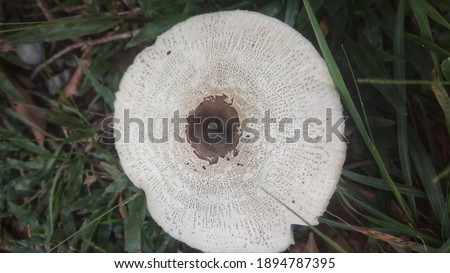 a picture of a white toadstool growing under the tree and the grass around it