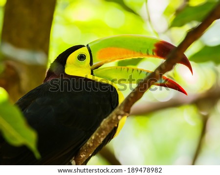 Portrait of colorful Keel-billed Toucan bird in Mexico