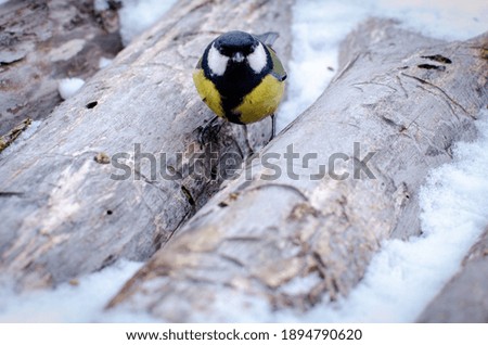 A tit in winter sat on a wooden terrace with firewood.