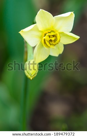 detail of yellow daffodil  on green background