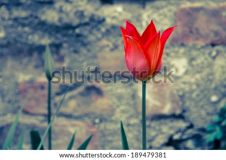 beautiful red tulip retro effect